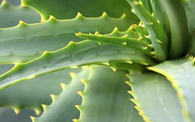 PRODOTTI ALL’ALOE – Un concentrato di princìpi attivi per il nostro organismo