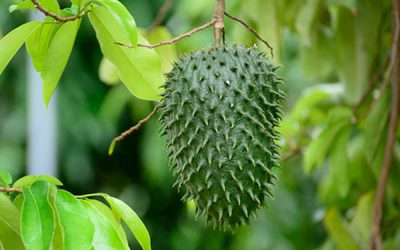 PRODOTTI DALL’AMAZZONIA – Il potere naturale delle piante con i Prodotti NaturIncas