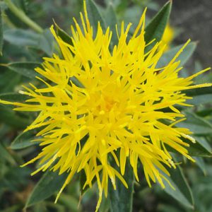 Lo zafferano giallo, noto come zafferano americano o tè di zafferano, è raccomandato per migliorare la salute digestiva e intestinale. Preparato come infuso, è consigliato berlo mezz'ora prima dei pasti.