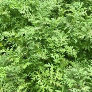 Artemisia Tisana Zea Mays